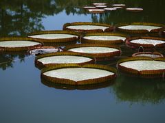 -国家植物园南园