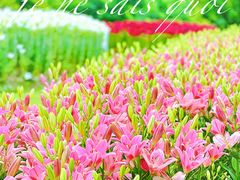 -花开海上生态园