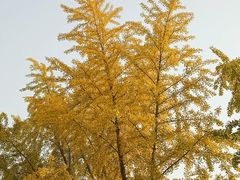 -三里屯东五街银杏大道