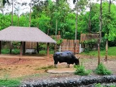 -清迈夜间动物园