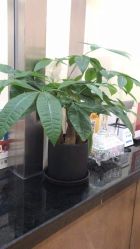 -北京米扬丽格医疗美容·联合丽格鼻整形中心