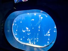 -烟台海昌鲸鲨海洋公园