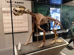 -北京周口店北京人遗址博物馆
