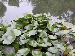 android_upload_pic-苏州香山国际大酒店