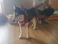 -Husky Go! 哈士奇体验馆·宠物咖啡厅狗咖