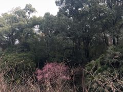 -南山植物园