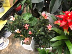 -秦美花卉(天朗·莱茵小城2期店)