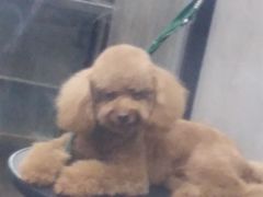 -PETKIT小佩宠物·低压洗护(国顺东路店)