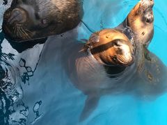 -华夏文旅海洋公园