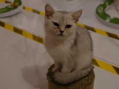 -三花喵·撸猫购宠·宠物生活馆(虹桥南丰城店)