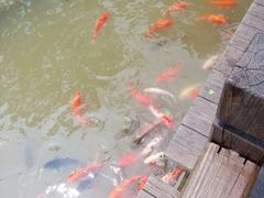 -大湾区中央湿地公园