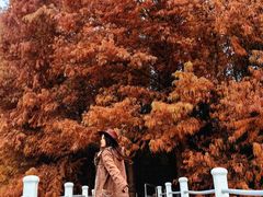 -上海海湾国家森林公园