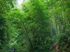 -蜀南竹海景区