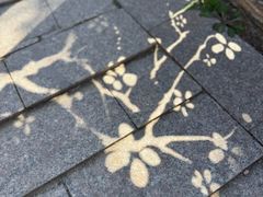 -白水寺森林公园