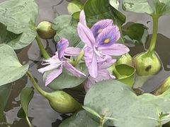 -高子水居