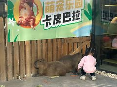 -廊坊固安福朋喜来登酒店
