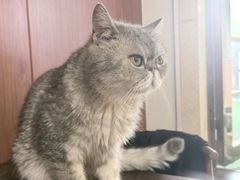 -楼上猫咖(罗湖店)
