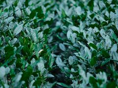 -十八棵（老龙井）御茶园(老龙井店)