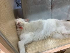 -屋虎猫馆(宝安大仟里店)