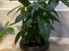 -嘉莱特精典国际酒店·醇咖啡厅