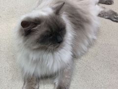 -藏猫猫咖啡主题馆(中央大道店)