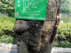 -柳侯公园