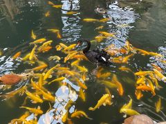 -南宫五洲植物乐园