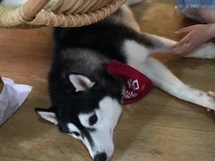 -Husky Go! 哈士奇体验馆·宠物咖啡厅狗咖