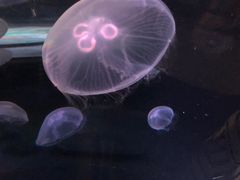 -悉尼海洋生物水族馆