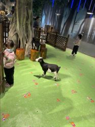 -酷嗒动物文化乐园(cutezoo西溪乐天城店)