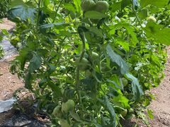 -万源龙顺度假庄园生态观光园