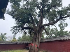 -中岳庙