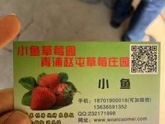 -小鱼草莓采摘园农家乐·小鱼餐厅