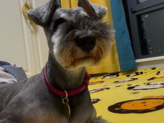 -心仪动物医院·牙专科·肿瘤·心脏科(西客站院)