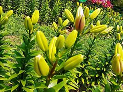 -长春公园(普阳街道)