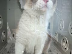 -爱洗澡的猫(望京店)