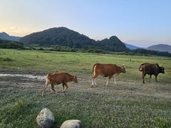 -罗坑大草原