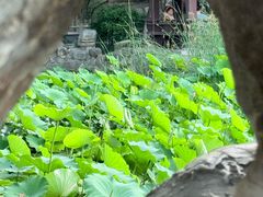 -莲湖公园