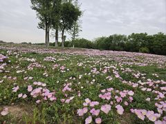 -汉长安城未央宫国家考古遗址公园