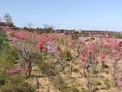 -羊亭河湿地公园