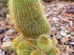 -墨尔本皇家植物园