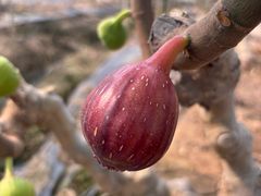 -尚果生态采摘园