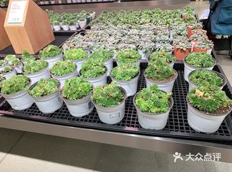 所有的花花价格都不贵，特别好看！