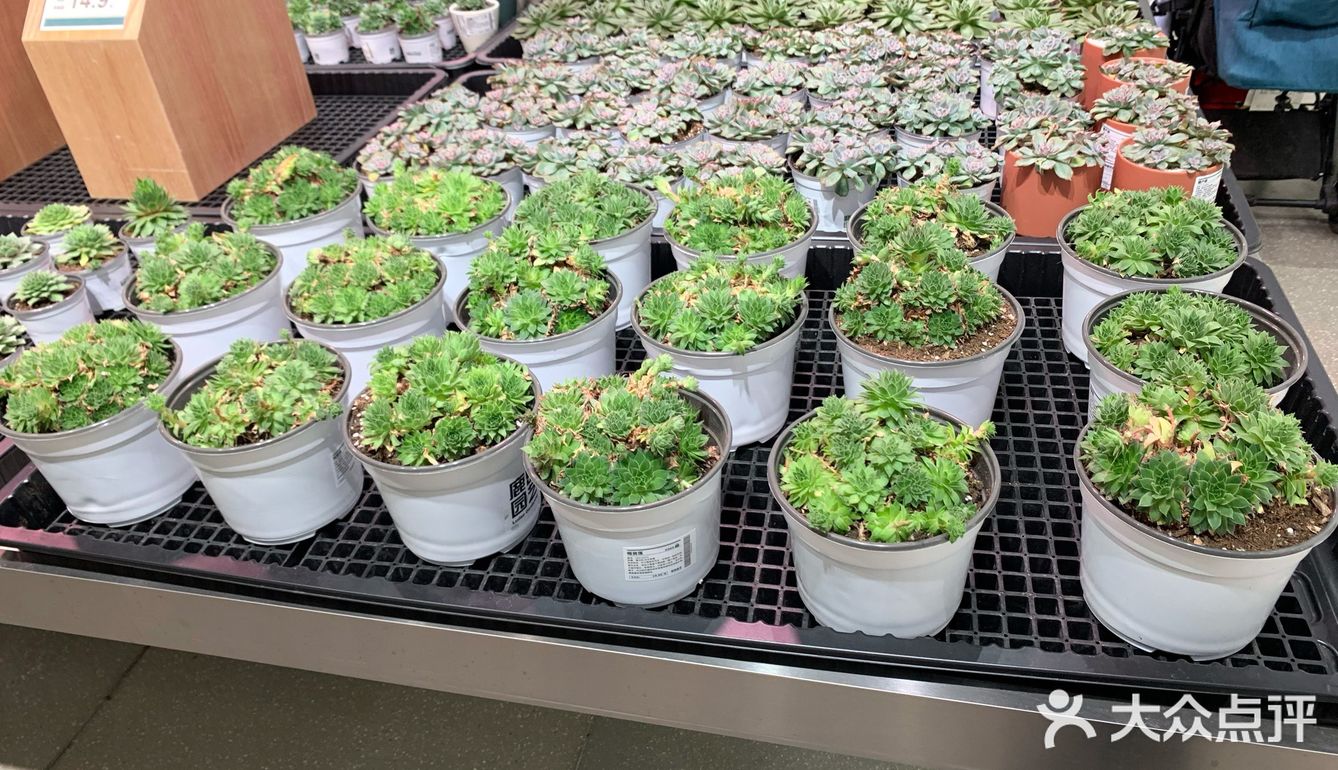 所有的花花价格都不贵，特别好看！