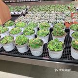 所有的花花价格都不贵，特别好看！
