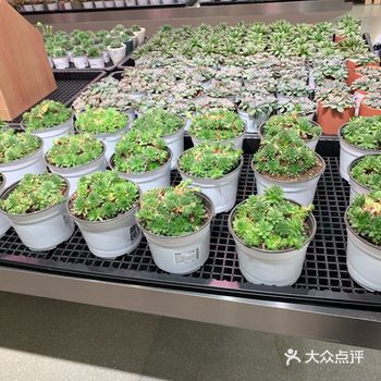 所有的花花价格都不贵，特别好看！