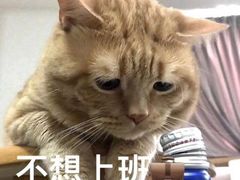 -白玉兰食品(汇联商厦店)