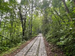 -五营红松林海景区