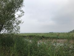 -野鸭湖国家湿地公园