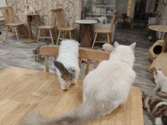 -楼上猫咖(罗湖店)